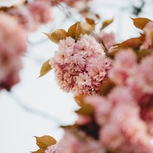 Meet your Posher, Sophie